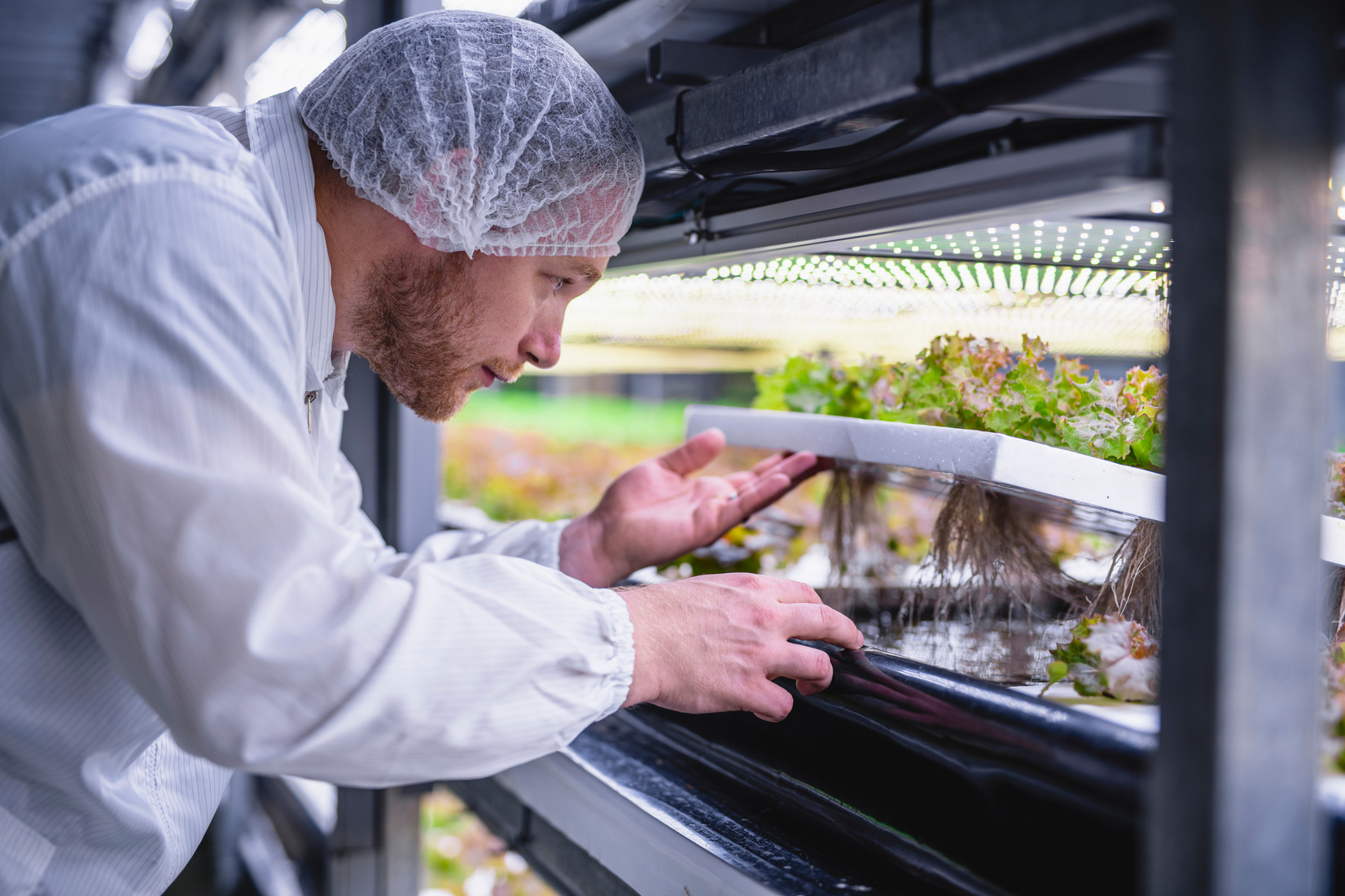 Hydroculture Specialist Studying Root Structure of Lettuce